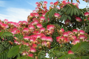 25 MIMOSA / Persian SILK TREE Albizia Julibrissin Seeds